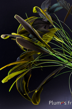 Coquetip - 20-25 cm - olive-marron